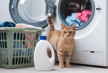 Кот и стирка