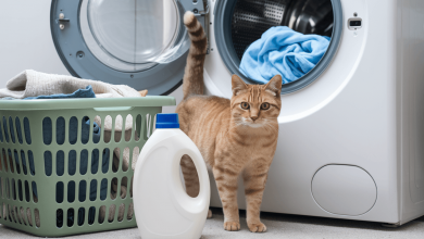 Кіт і прання