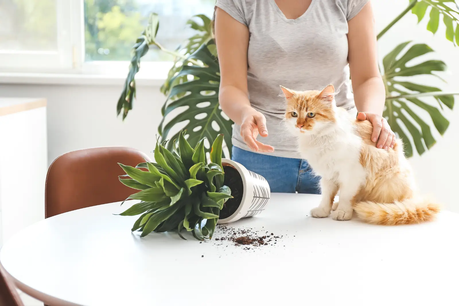 Дівчина сварить кота