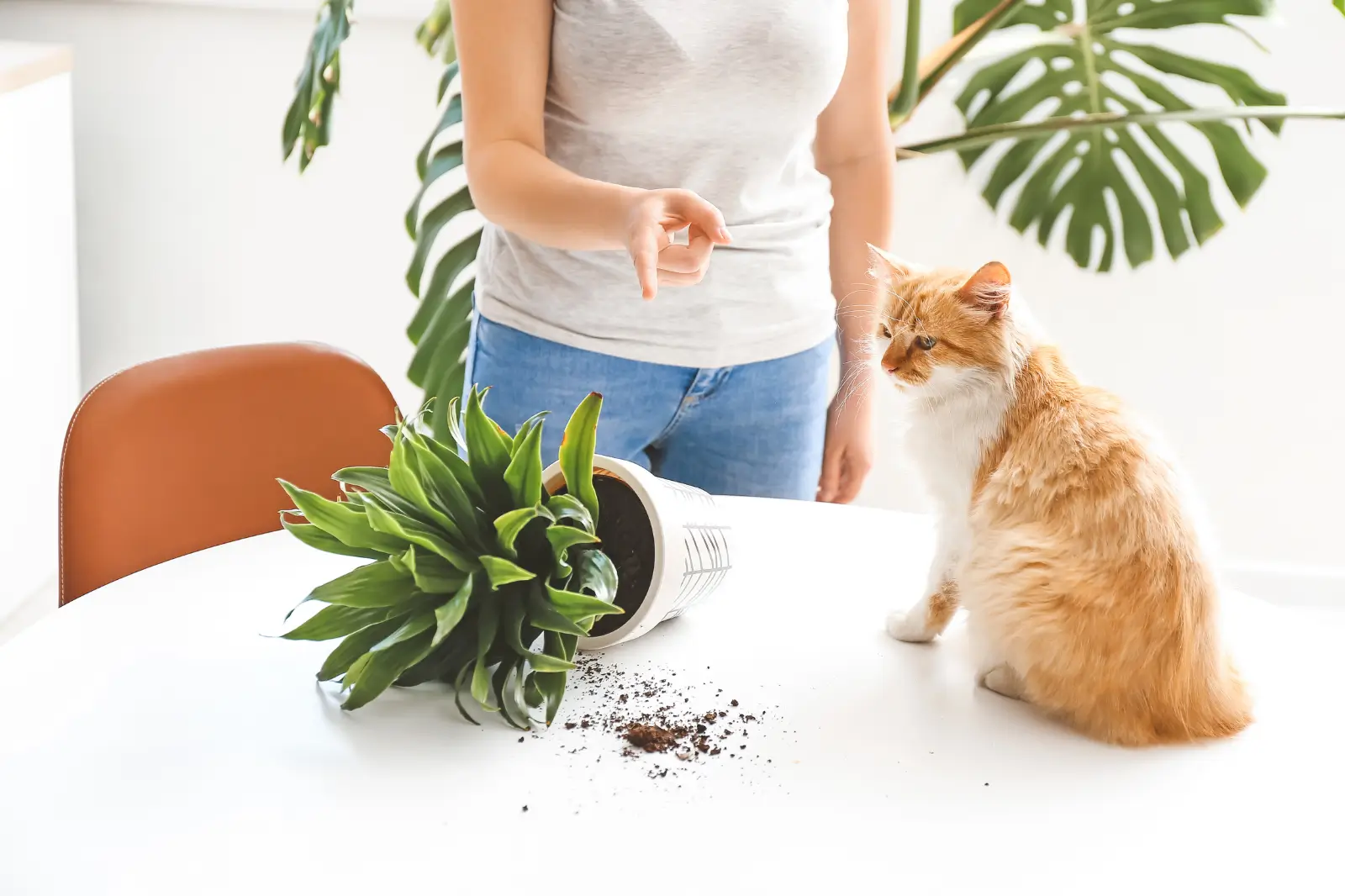 Девушка ругает кота