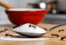 Мкрахи їдять цукор