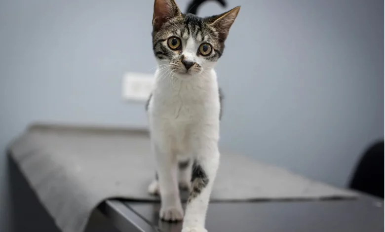 Кот бегает по столу
