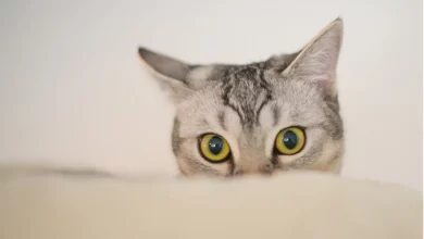 Кіт хоче залізти на стіл