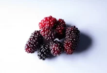 трохи шовковиці