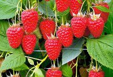 +nxBvIAAAAAXRSTlMAQObYZgAAABZJREFUOI1jYMADmEe5o9xR7iiXQi4A4BsA388WUyMAAAAASUVORK5CYII=